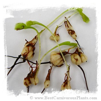 Dionaea muscipula {Different Forms Mix} / 500+ plants, size 1-4 cm