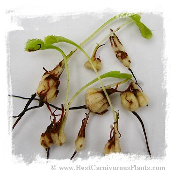 Dionaea muscipula {Different Forms Mix} / 200+ plants, size 1-4 cm