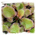 Drosera cv. BCP Andromeda 4th / 1+ plants