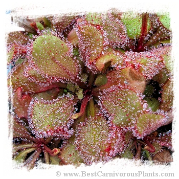 Drosera cv. BCP Andromeda 7th / 1+ plants