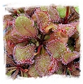 Drosera cv. BCP Andromeda 7th / 1+ plants