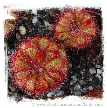 Drosera spec. Pretty Rosette {South Africa} (20s)