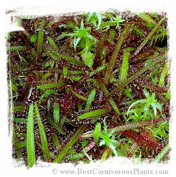 Drosera adelae {Bishop Peak, Queensland, Australia} / 2+ plants