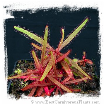 Drosera adelae {Bishop Peak, Queensland, Australia} / 2+ plants