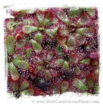 Drosera admirabilis {Ceres, South Africa} / 2+ plants