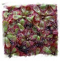 Drosera admirabilis {Ceres, South Africa} / 2+ plants