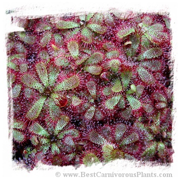Drosera admirabilis {Ceres, South Africa} / 2+ plants