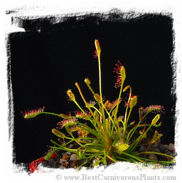 Drosera affinis {Namibia} / 2+ plants