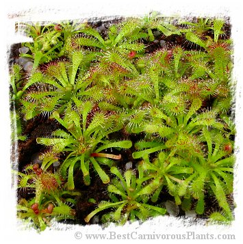 Drosera afra / 3+ plants