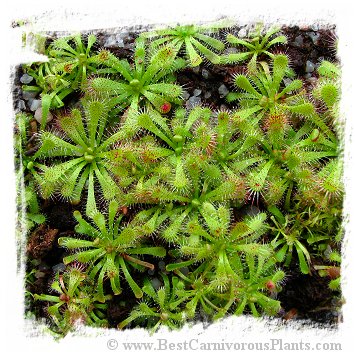 Drosera afra / 3+ plants