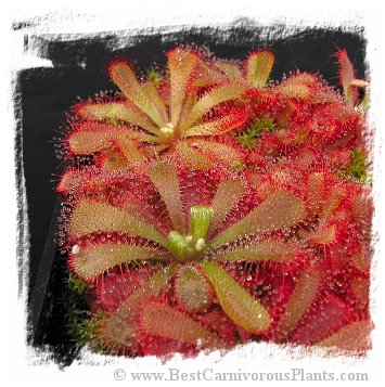 Drosera aliciae / 2+ plants