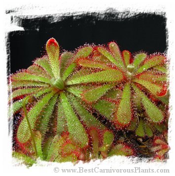 Drosera aliciae {large form, fuzzy scapes} (20s)