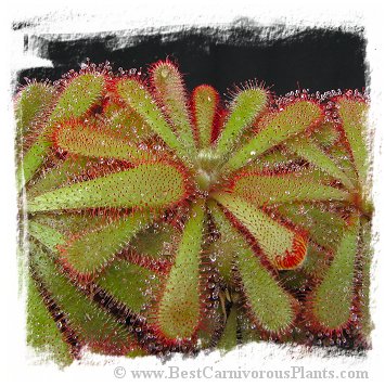 Drosera aliciae {large form, fuzzy scapes} (20s)