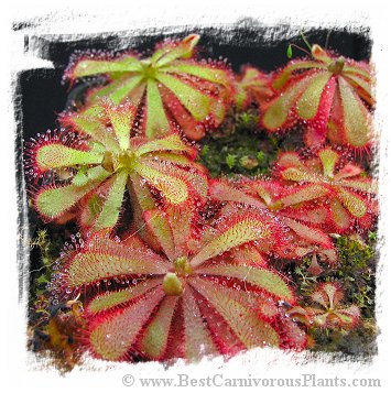 Drosera aliciae {mixed white and pink flowered forms, Tsisicama National Park, Eastern Cape, South Africa} (20s)