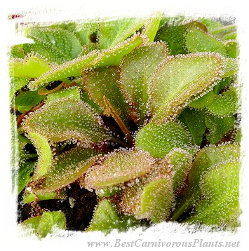 Drosera cv. BCP Andromeda