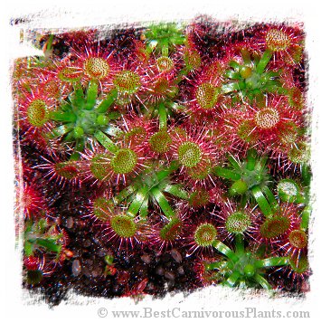 Drosera androsacea / 2+ plants