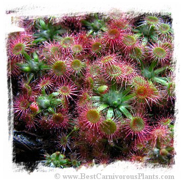 Drosera androsacea / 2+ plants