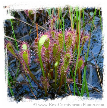 Drosera anglica {Giant, Slovenia} / 2+ plants