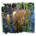 Drosera anglica {Giant, Slovenia} / 2+ plants