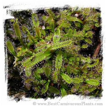 Drosera arcturi {Turoa, Mt. Ruapehu, New Zealand, 1550m} / 3+ plants