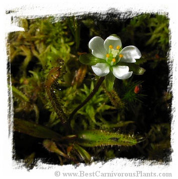 Drosera arcturi {Turoa, Mt. Ruapehu, New Zealand, 1550m} / 3+ plants