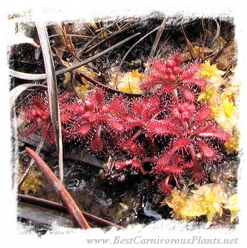 Drosera arenicola {Akopan Tepui, Venezuela} / 2+ plants