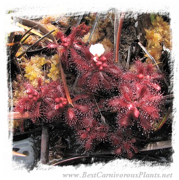 Drosera arenicola {Akopan Tepui, Venezuela} / 2+ plants