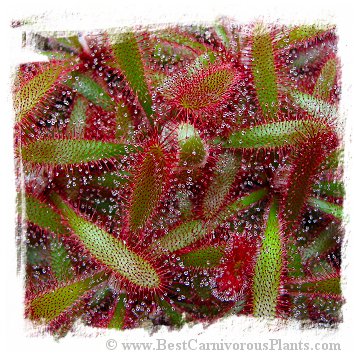 Drosera latifolia