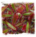 Drosera latifolia