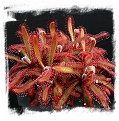 Drosera latifolia {Bandeira Peak} / 2+ plants