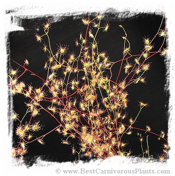 Drosera auriculata {Cooks Beach, Coromandel Peninsula, New Zealand} (15s)