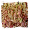 Drosera binata {T form, red plant, Waihohonu, Desert Road, NZ, 1080m} (30s)