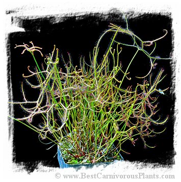 Drosera binata f. multifida / 2+ plants