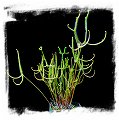 Drosera binata var. dichotoma f. extrema {Giant Plant} 