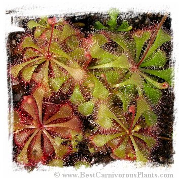 Drosera brevifolia {Hampstead, NC, USA} (15s)