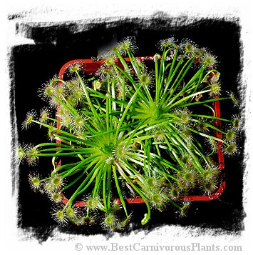 Drosera broomensis {clone 5, 19 km south of Derby, Kimberley, AU} / 2+ plants