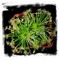 Drosera broomensis {clone 5, 19 km south of Derby, Kimberley, AU} / 2+ plants