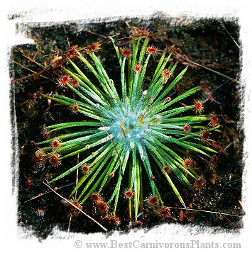 Drosera broomensis {clone 5, 19 km south of Derby, Kimberley, AU} / 2+ plants