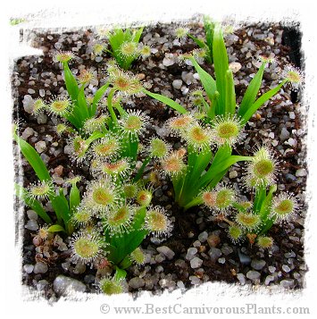 Drosera caduca {wide leaf, white flower; Bachsten Creek, Kimberley, AU} / 2+ plants