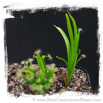 Drosera caduca {wide leaf, white flower; Bachsten Creek, Kimberley, AU} / 2+ plants