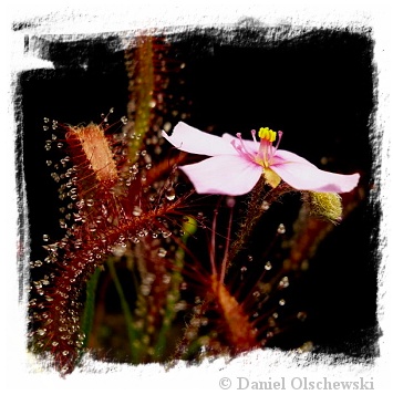 Drosera camporupestris {Serra do Cipo, Minas Gerais, Brazil} / 2+ plants