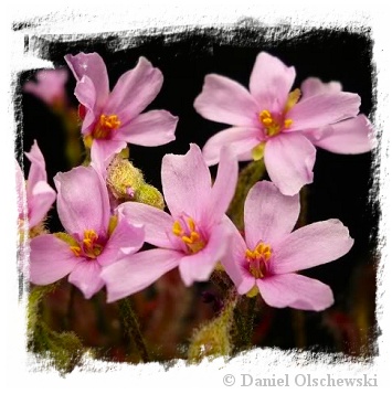 Drosera camporupestris {Serra do Cipo, Minas Gerais, Brazil} / 2+ plants