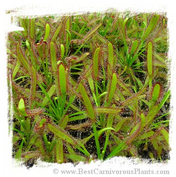 Drosera capensis {Narrow Leaf} (50s) 