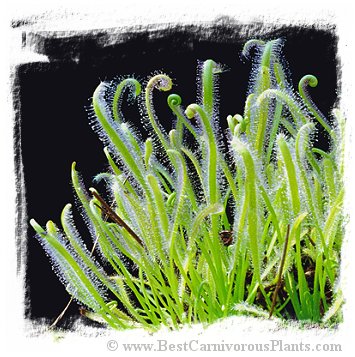 Drosera capensis {White Flower Form} / 10+ plants