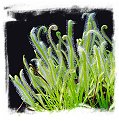 Drosera capensis {White Flower Form} / 10+ plants