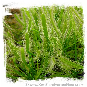 Drosera capensis {White Flower Form} / 10+ plants