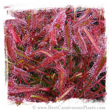 Drosera capensis {dark maroon red form} (20s)