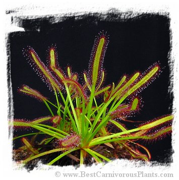 Drosera capensis {Vogelgat Nature Reserve, near Hermanus, RSA} / 2+ plants