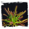 Drosera capensis {Vogelgat Nature Reserve, near Hermanus, RSA} / 2+ plants