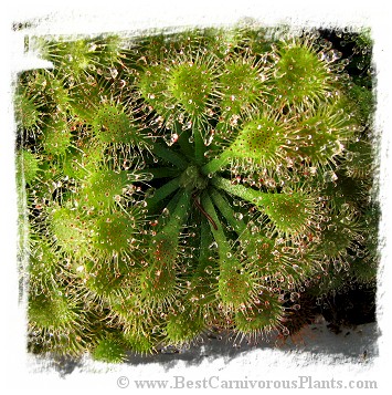 Drosera capillaris {Ilha do Cardoso, SP, Brazil} / 2+ plants